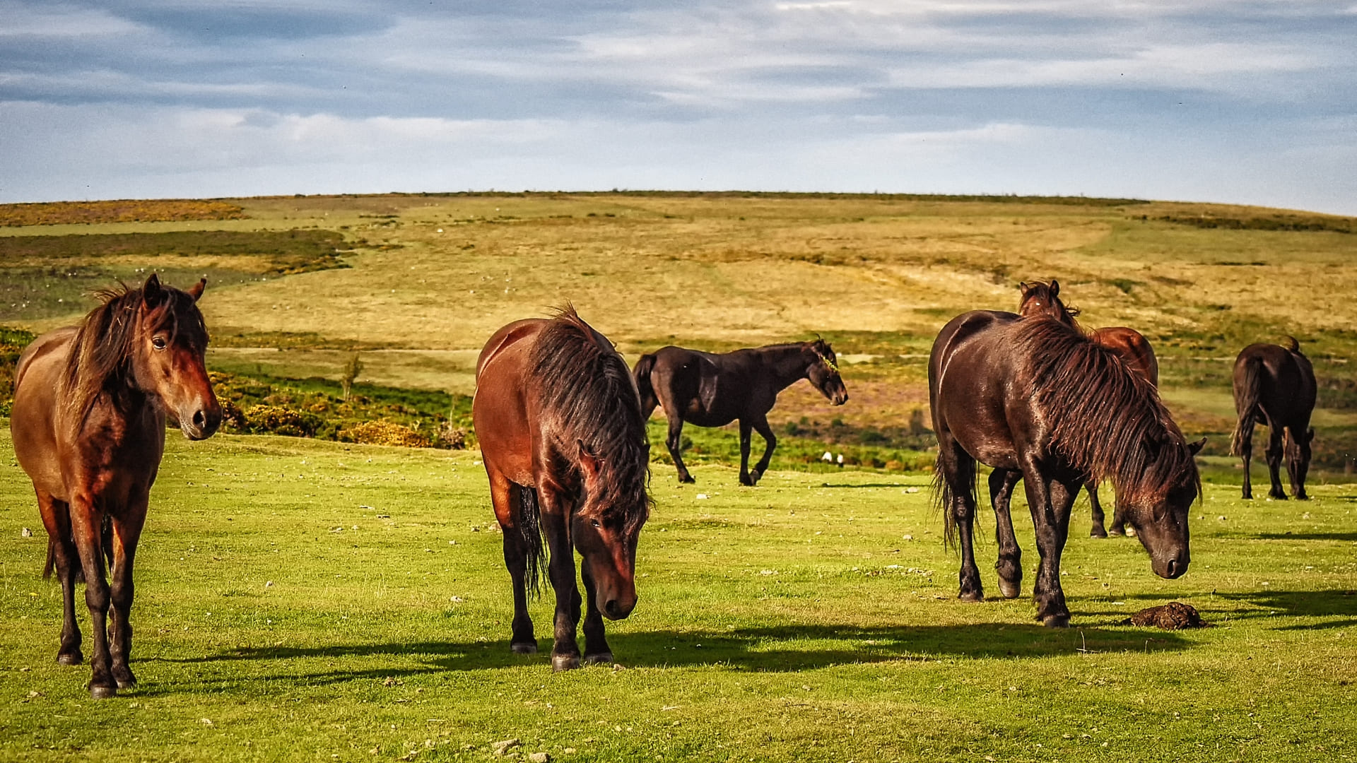 Visit Dartmoor National Park